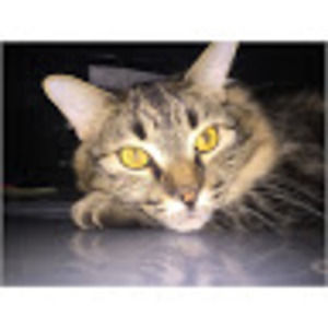 Meet your Posher, Kylee